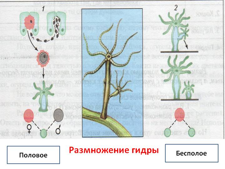 Kraken сайт krakens15 at